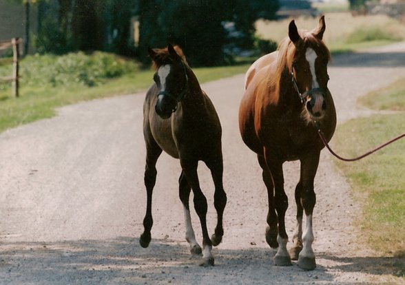 <meine sweeten tiere> - 