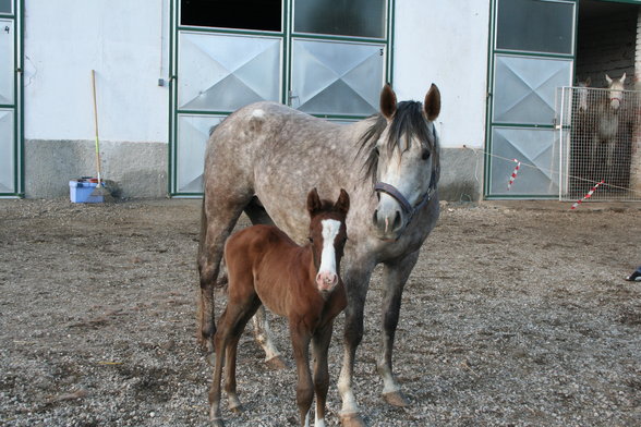 <meine sweeten tiere> - 