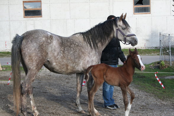 <meine sweeten tiere> - 