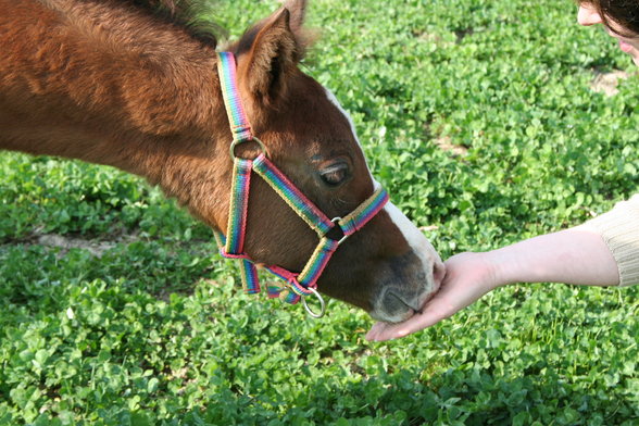 <meine sweeten tiere> - 