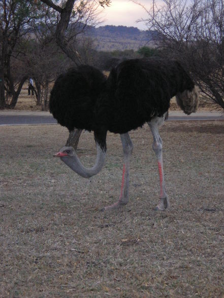 Botswana, Namibia, Südafrika - 