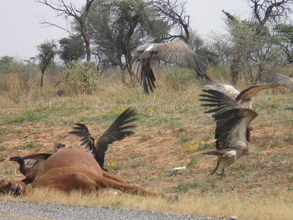 Botswana, Namibia, Südafrika - 