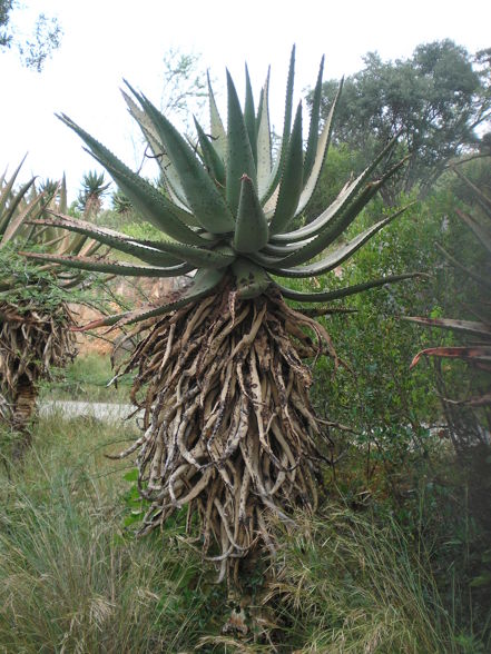 Botswana, Namibia, Südafrika 2 - 