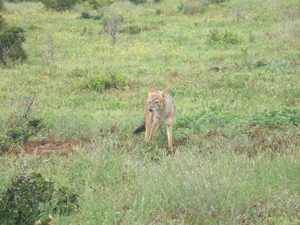 Botswana, Namibia, Südafrika 2 - 