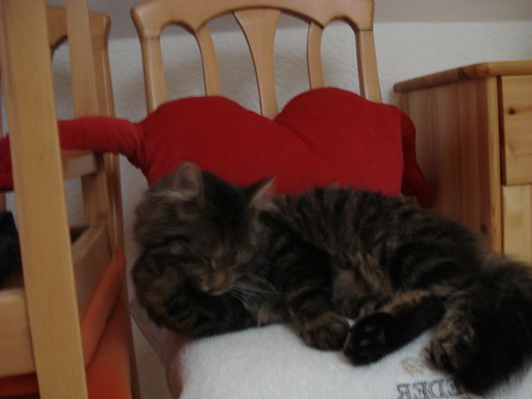 mein Liebling "JIMMY".... - 