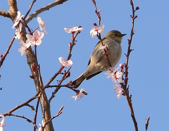 Gartenschau - 