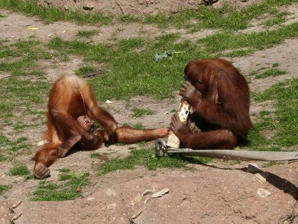 Freunde vom Waschbär - 