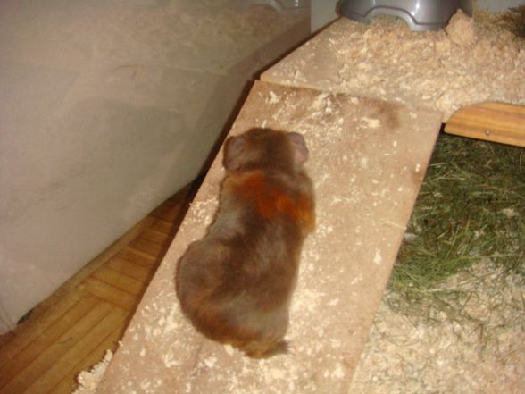 Schweinealarm "Hermine, Rosi & Rüdig - 