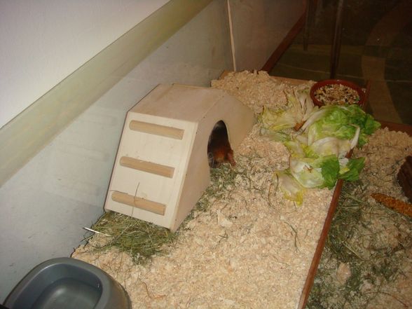 Schweinealarm "Hermine, Rosi & Rüdig - 