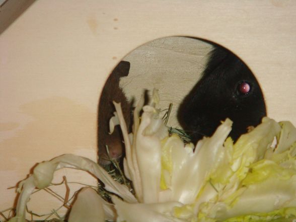 Schweinealarm "Hermine, Rosi & Rüdig - 