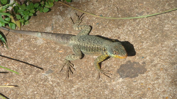 Argentinien-Iguazu Wasserfälle - 