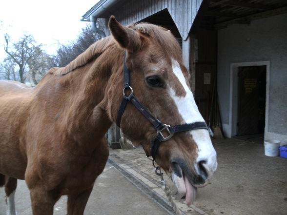 Meine Pflegepferd! - 