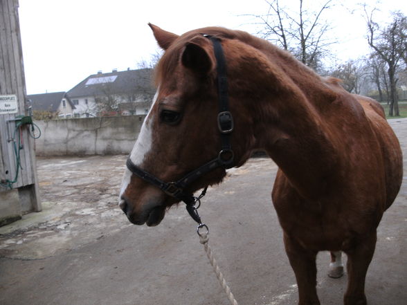 Meine Pflegepferd! - 