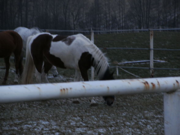 Meine Pflegepferd! - 