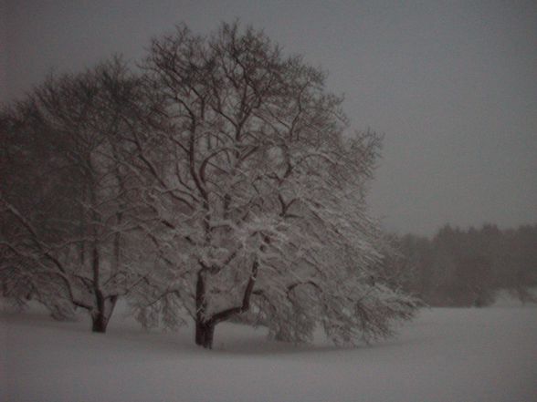 Winter 2008/2009 - 