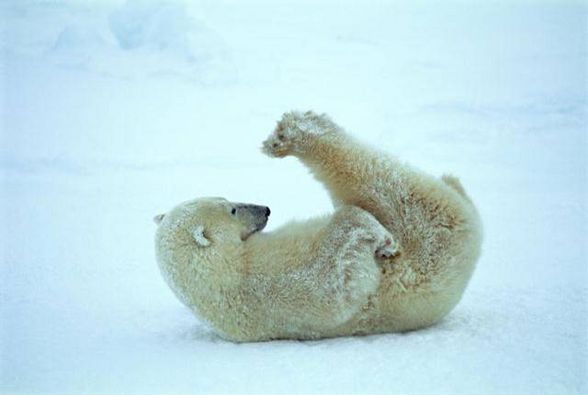 Süße Eisbärn!! - 