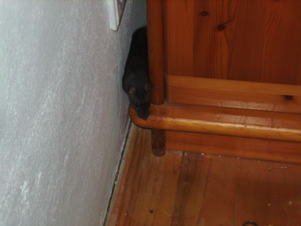 meine ratten - 