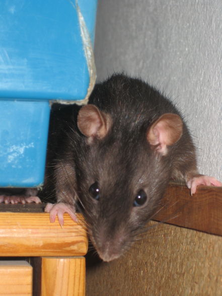 meine ratten - 