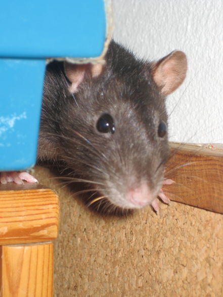 meine ratten - 