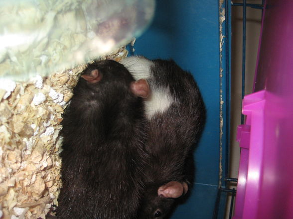 meine ratten - 