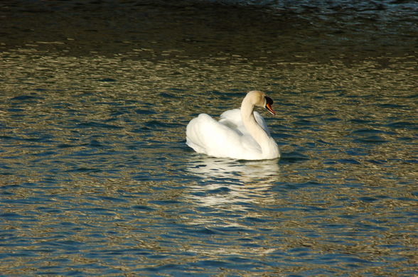 Attersee - 