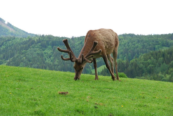 Wild&Erlebnispark Enghagen - 