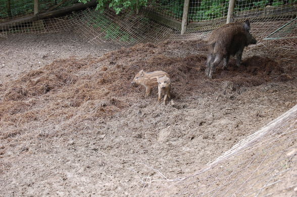 Wild&Erlebnispark Enghagen - 