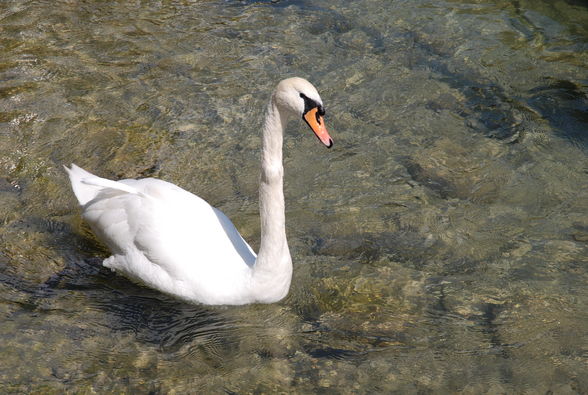 Ausflug Fuschl am See - 