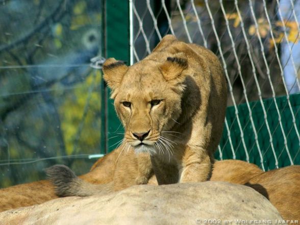 Alle Tiere die ich mag! - 