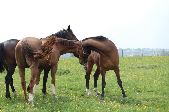 Guiscard und ich - Mai 2009 - 