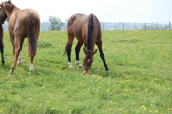 Guiscard und ich - Mai 2009 - 