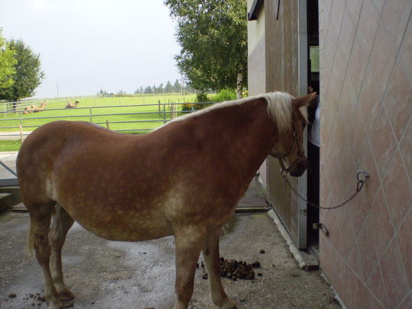 Reiten - 