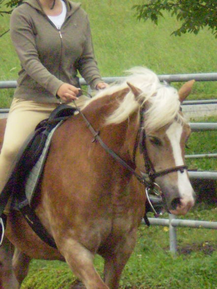 Reiten - 