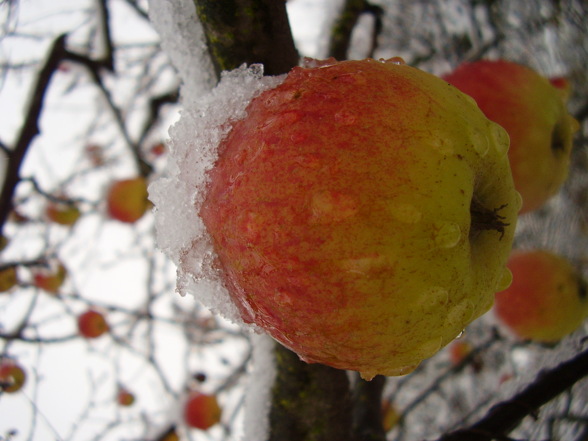 11.11.07. first snow und narrenstart - 