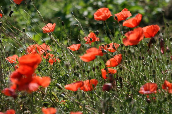 Gartenfotos - 