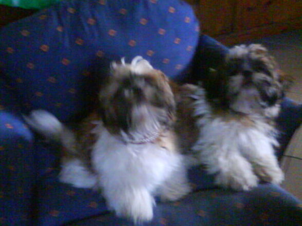 My Dogs - 