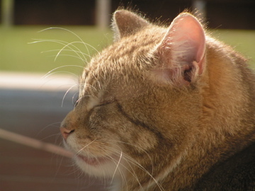 Cappuccino und seine Freunde - 