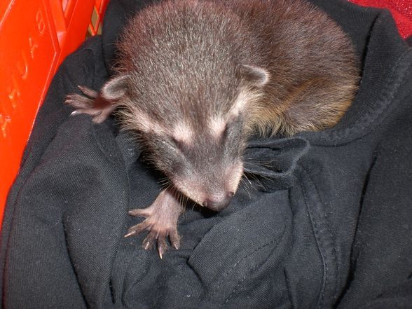 Der NEUE Waschbär von meina Tante - 