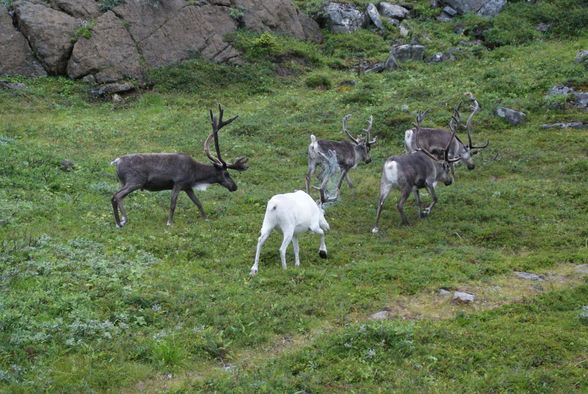 Nordkapp - Reise August 2008 - 