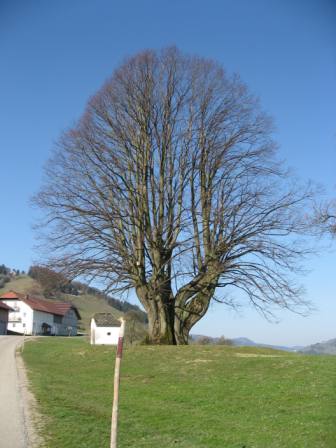 Bußgang nach Mariazell - 