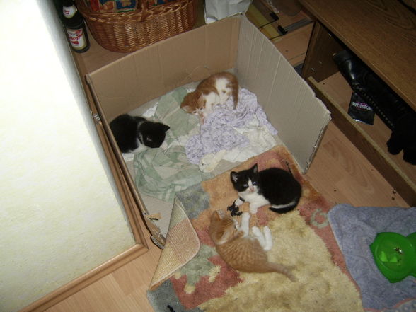 Unsere Babys - 