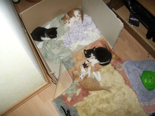 Unsere Babys - 