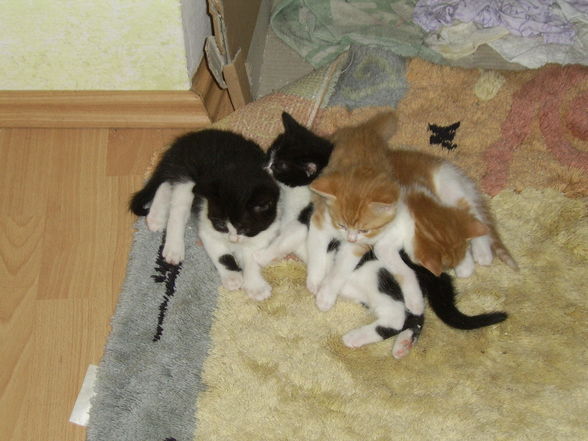 Unsere Babys - 