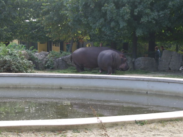 Tiergarten Schönbrunn - 