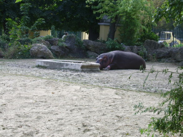 Tiergarten Schönbrunn - 