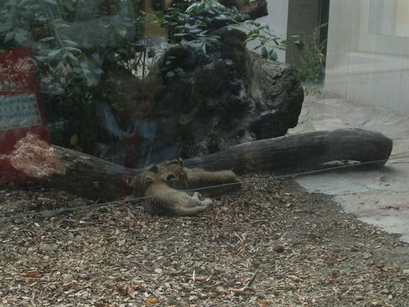 Tiergarten Schönbrunn - 