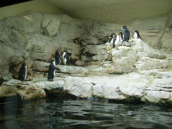 Tiergarten Schönbrunn - 