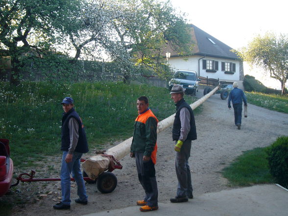 Maibaum - 