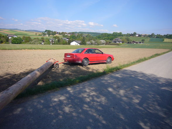 Maibaum - 