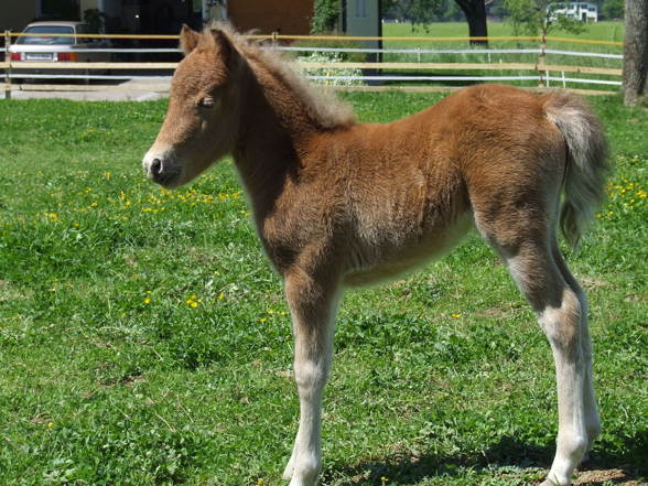 Unsere Ponys - 